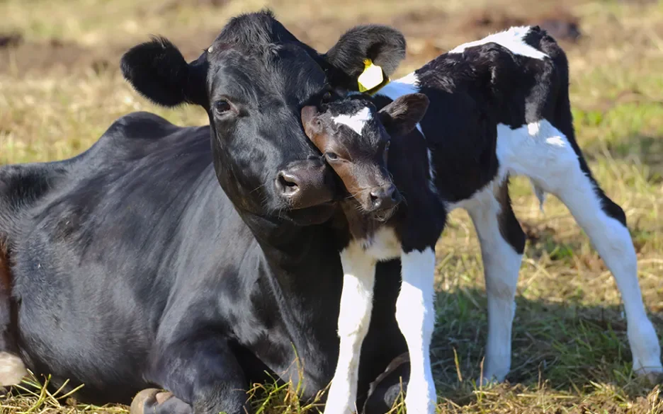 Blij Kals Veecomfort - Stagri BV - Rubber Noppenmat