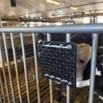 NopLine Rubber Noppenplaat - Vitaal Kalf